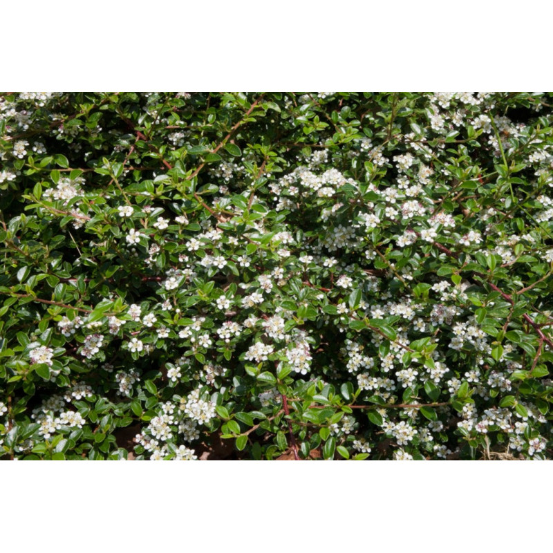 cotoneaster skogholm fleurs blanches au printemps