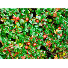 cotoneaster skogholm , baies rouges à l'automne