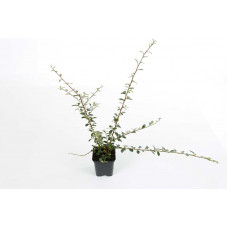 cotoneaster skogholm en pot de 9 cm 30 cm