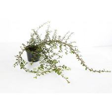 cotoneaster skogholm en pot de 1 litres 30/40 cm