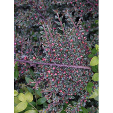 cotoneaster atropurpureus variegatus - feuillage panaché vert et blanc