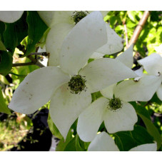 grosses fleurs du cornouiller kousa China Girl - floraison au printemps en mai juin