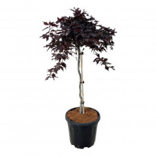 hêtre pourpre Rohan Weeping demi tige 60/70 cm + tête en pot de 15 litres