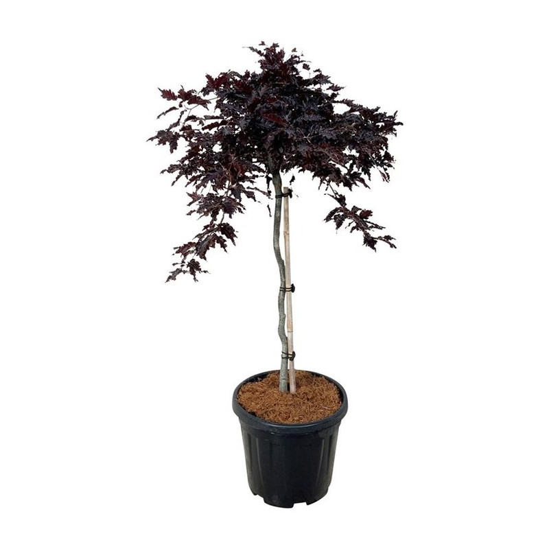 hêtre pourpre Rohan Weeping demi tige 60/70 cm + tête en pot de 15 litres