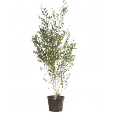 bouleau utilis doorenbos grosse taille en 400 cm pot de 130 litres