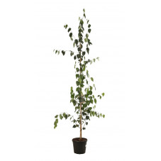 bouleau utilis doorenbos en 200/225 cm pot de 20 litres