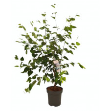 bouleau doorenbos en buisson 150 cm pot de 12 litres