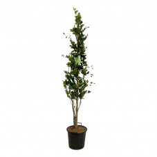 hêtre fastigié Dawyck 200/225 cm pot de 30 litres