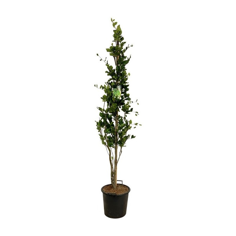 hêtre fastigié Dawyck 200/225 cm pot de 30 litres