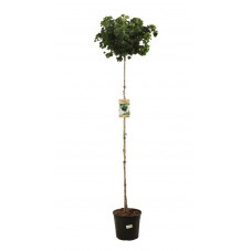 arbre aux quarante écus - ginkgo biloba Mariken en tige 180 cm pot de 18 litres