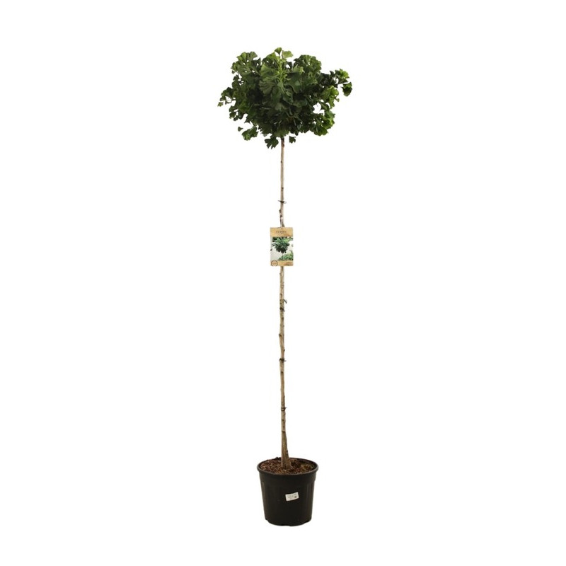 arbre aux quarante écus - ginkgo biloba Mariken en tige 180 cm pot de 18 litres