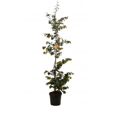 arbre de fer bella - parrotia en taille 200/225 cm pot de 20 litres