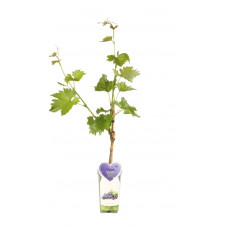 vigne boskoop Glory en taille 50/60 cm en pot de 2 litres