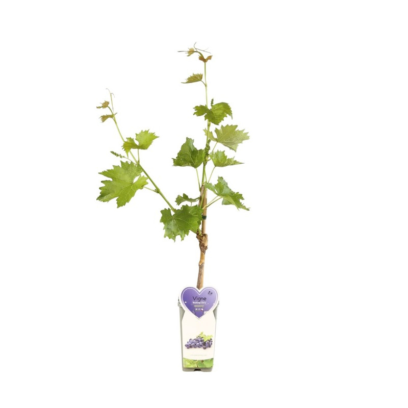 vigne boskoop Glory en taille 50/60 cm en pot de 2 litres