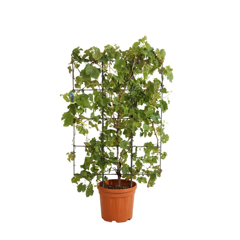 vigne de table espalier 120 cm x 80 cm pot de 30 litres vigne de table espalier 120 cm x 80 cm pot de 30 litres