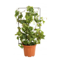 vigne de table espalier 90 cm x 50 cm pot de 18 litres