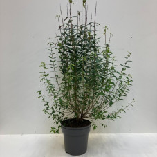 troene vert - ligustrum grosse touffe 100/125 cm pot de 12 litres