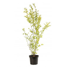 troène doré touffe 80/100 cm en pot de 7.5 litres