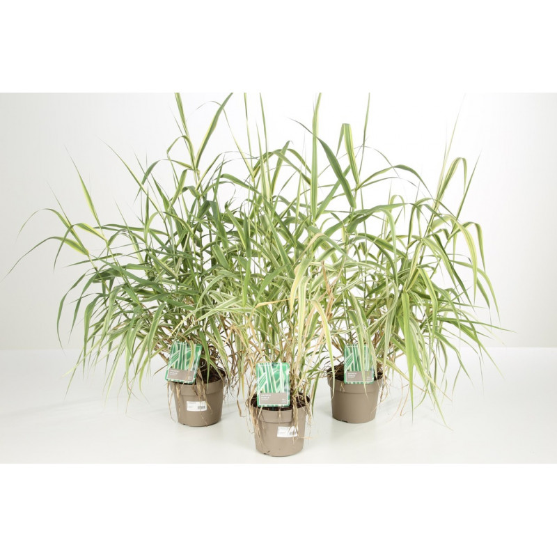 arundo donax - canne de Provence panachée en pot de 3 litres