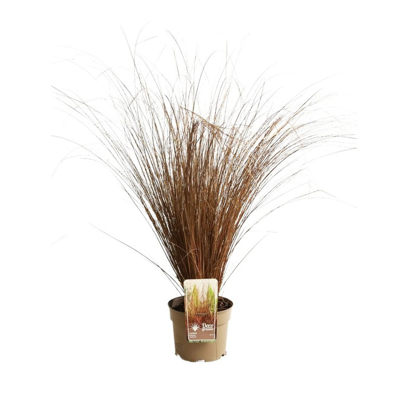carex buchananii - laiche en pot de 3 litres carex buchananii - laiche en pot de 3 litres