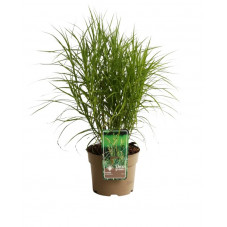 laiche d'Amérique - carex en pot de 3 litres