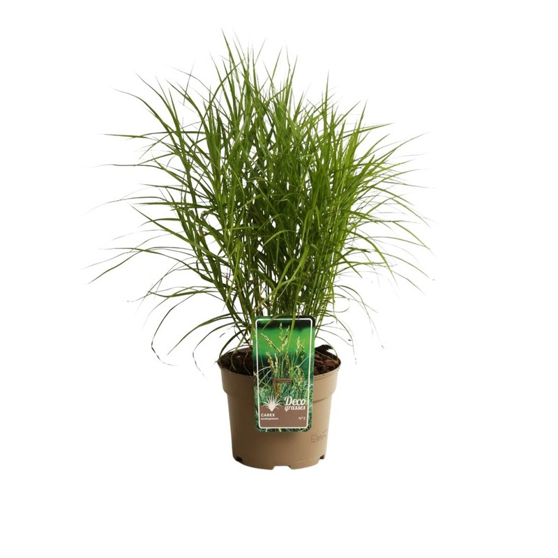 laiche d'Amérique - carex en pot de 3 litres