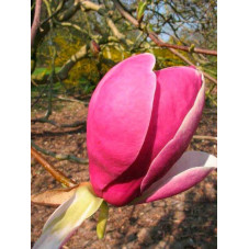 fleur du Magnolia lennei - floraison avril mai.