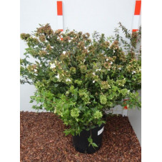 abelia grandiflora 50/70 cm - pot de 9 litres