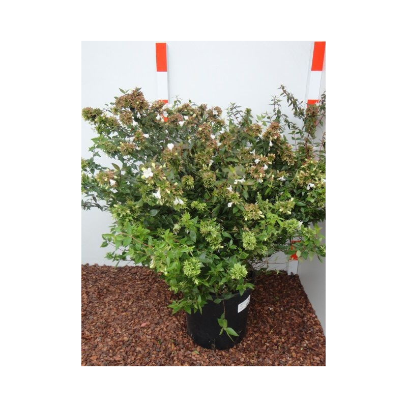 abelia grandiflora 50/70 cm - pot de 9 litres