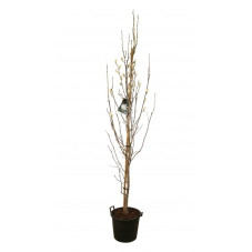 magnolia Kobus 200/225 cm en pot de 30 litres