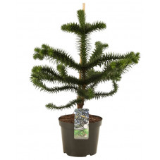 désespoir du Singe - araucaria en taille 60/80 pot de 12 litres