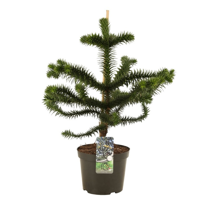 désespoir du Singe - araucaria en taille 60/80 pot de 12 litres