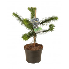 désespoir du Singe - araucaria taille 40/60 cm pot de 5 litres