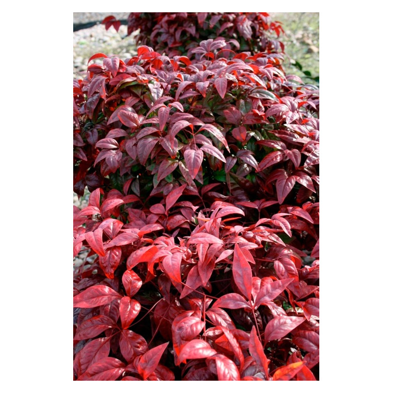 feuillage persistant du bambou sacré blush pink - nandina feuillage persistant du bambou sacré blush pink - nandina