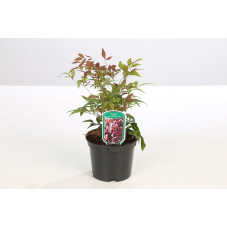 bambou sacré blush pink - nandina en pot de 3 litres 30/35 cm