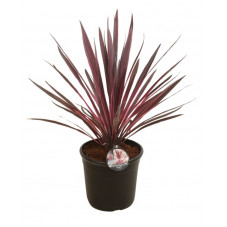 cordyline paso doble 80/90 cm pot de 15 litres