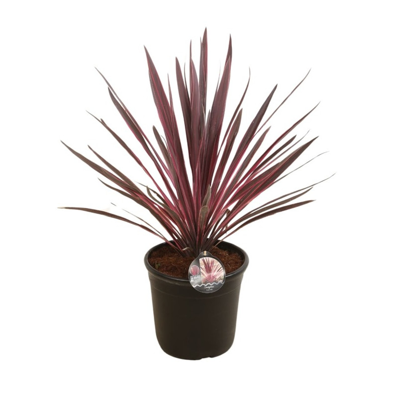 cordyline paso doble 80/90 cm pot de 15 litres