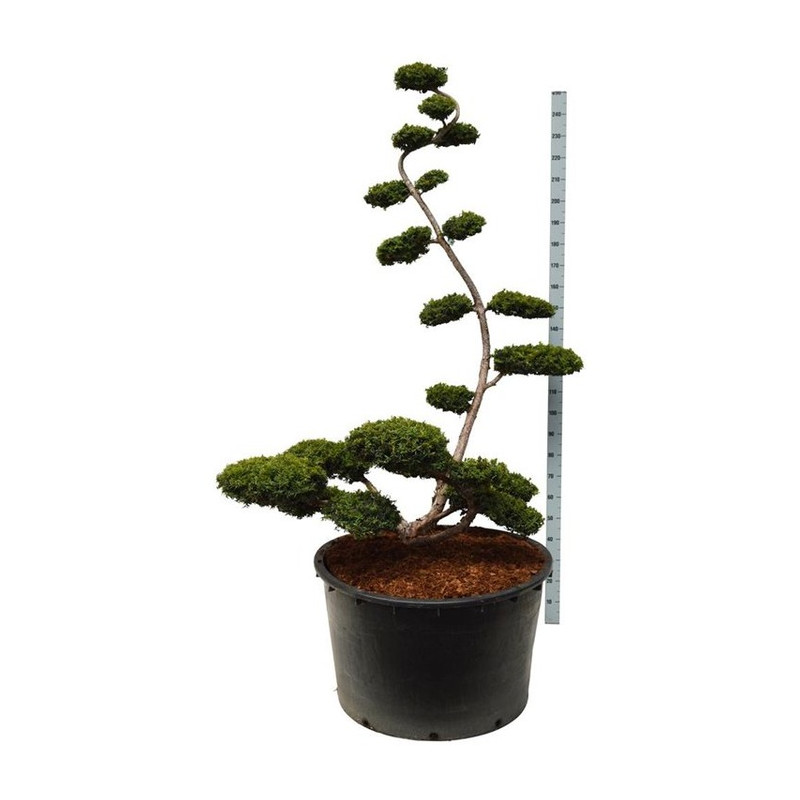 taxus baccata summergold gros sujet en 175/200 cm pot de 500 litres taxus baccata summergold gros sujet en 175/200 cm pot de 500 litres