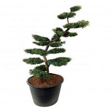 taxus summer gold bonsaï 200/225 cm pot de 500 litres - très gros sujet