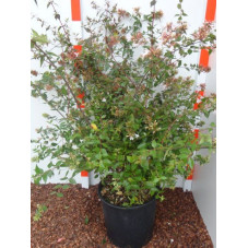 Abelia rupestris