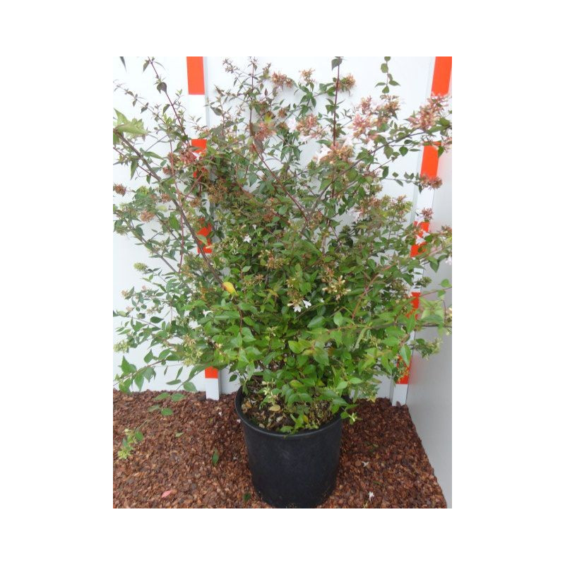 Abelia rupestris