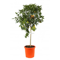 mandarinier 125 cm pot inclus en pot de 26 cm