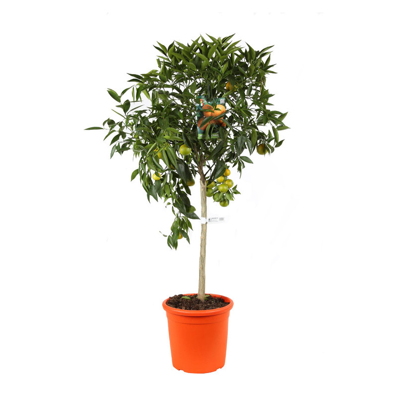 mandarinier 125 cm pot inclus en pot de 26 cm