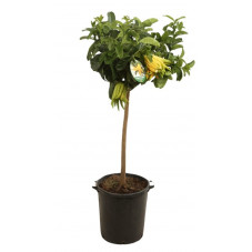 cedratier main de Bouddha - citrus medica demi tige 125/150 cm pot diam. 25 cm