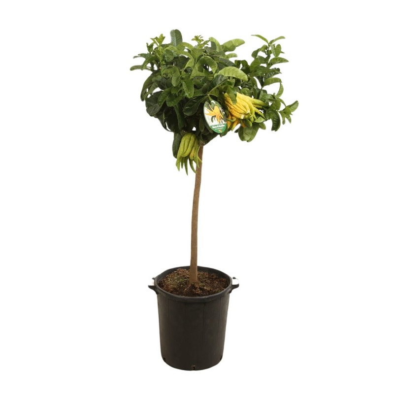 cedratier main de Bouddha - citrus medica demi tige 125/150 cm pot diam. 25 cm