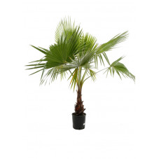 palmier du Mexique - washingtonia robusta 160 cm