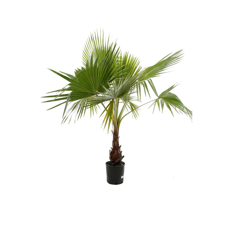 palmier du Mexique - washingtonia robusta 150 cm