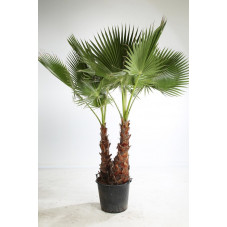 palmier du Mexique - washingtonia robusta deux troncs 200/225 cm