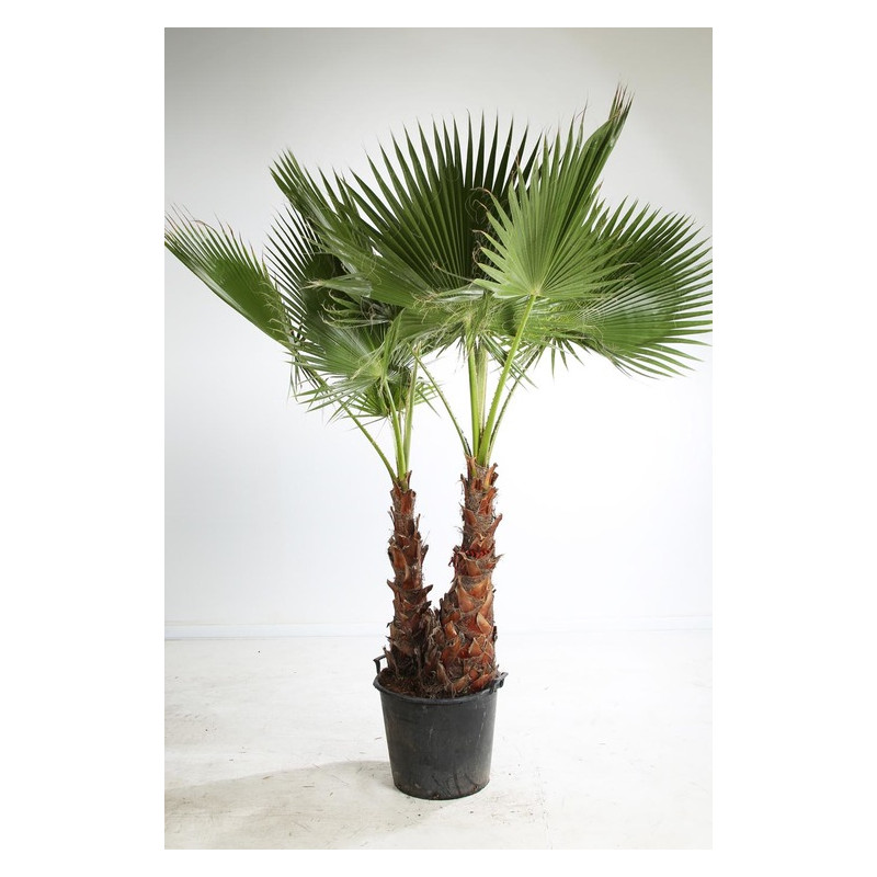 palmier du Mexique - washingtonia robusta deux troncs 200/225 cm palmier du Mexique - washingtonia robusta deux troncs 200/225 cm