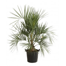 butia - palmier abricot 150/+ cm pot de 35 litres